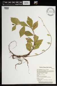 Ficus sangumae