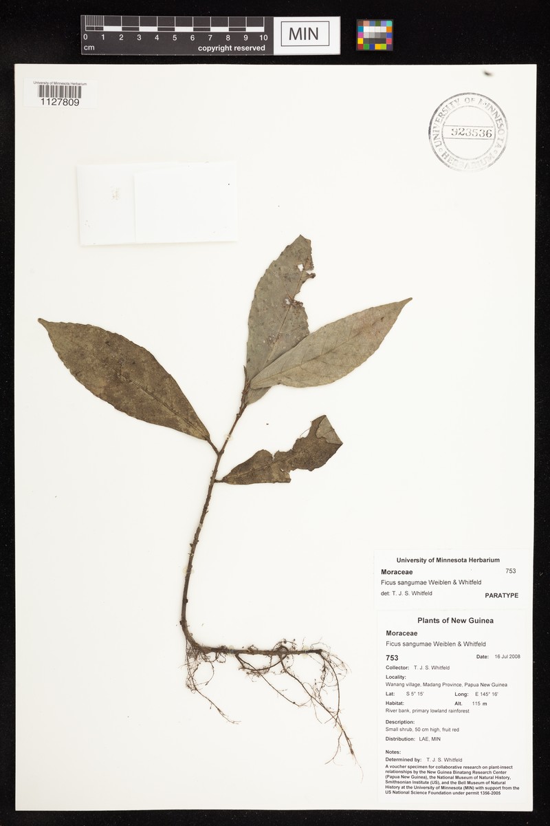 Ficus sangumae photo 2