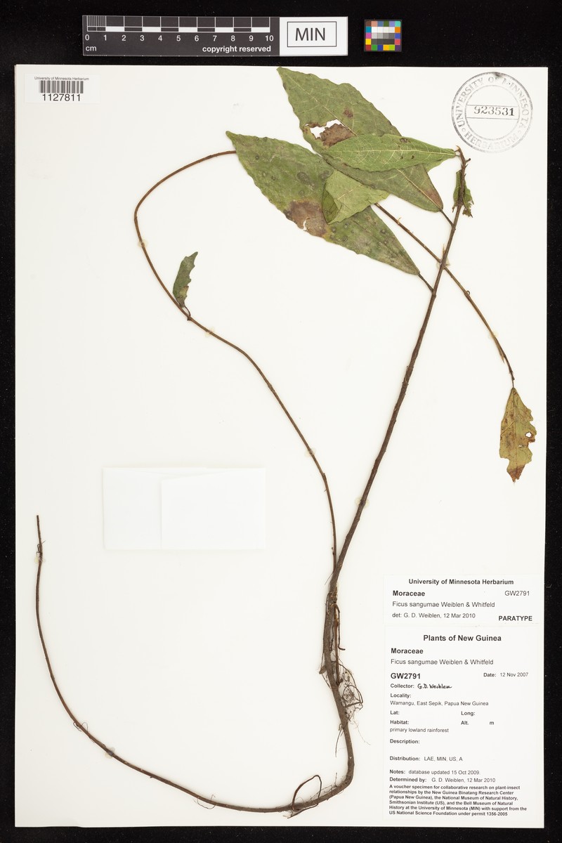 Ficus sangumae photo 3