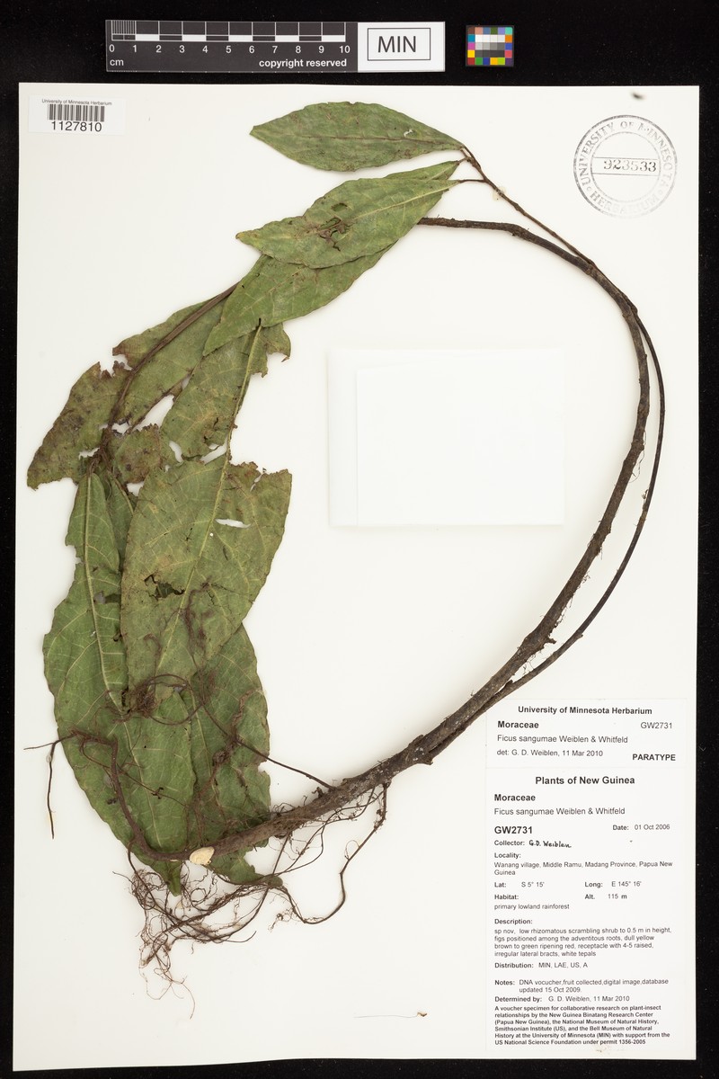Ficus sangumae photo 4