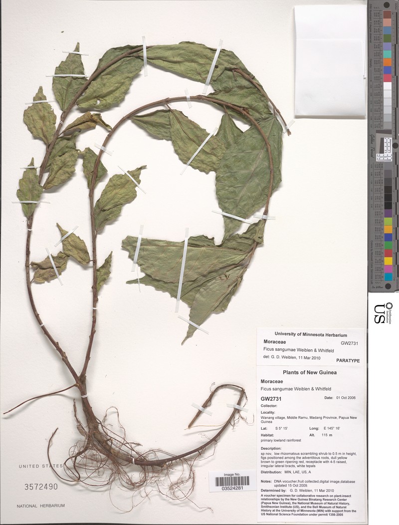 Ficus sangumae photo 5