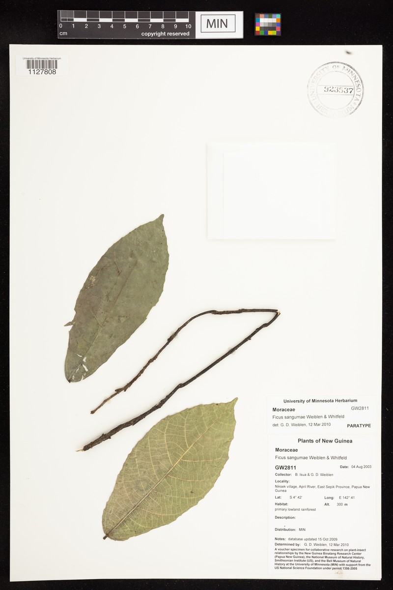 Ficus sangumae photo 6