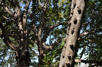 Ficus sansibarica