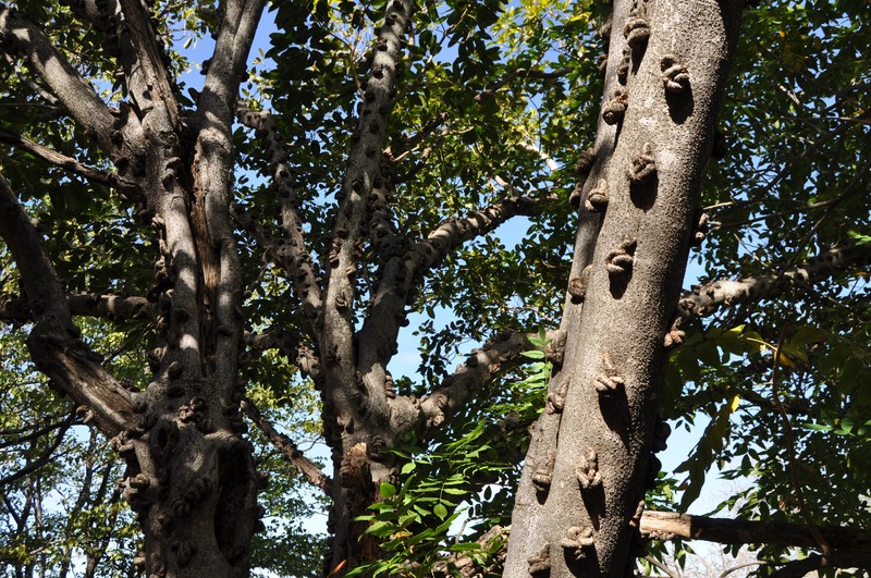 Ficus sansibarica