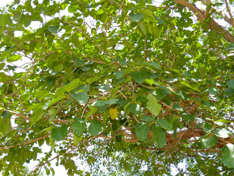Ficus sansibarica photo 2