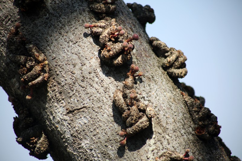 Ficus sansibarica photo 3