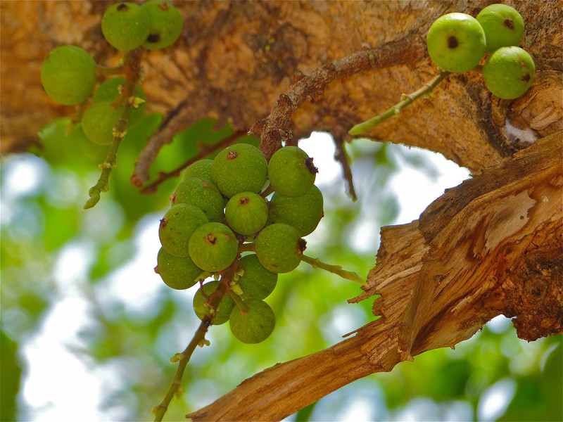 Ficus sansibarica photo 4