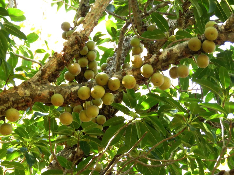 Ficus sansibarica photo 5