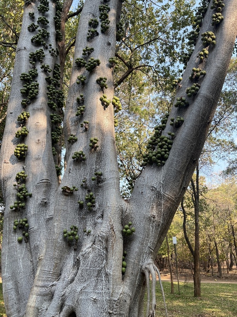 Ficus sansibarica photo 6