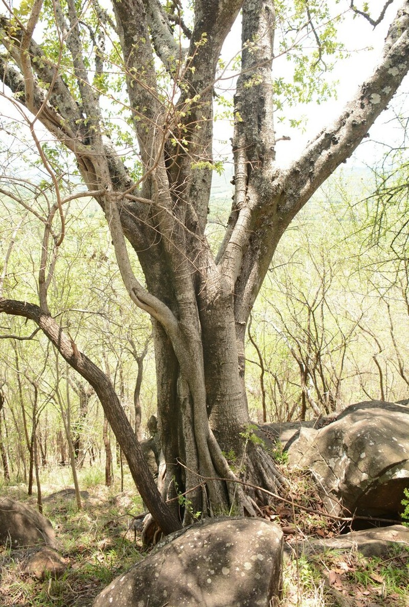 Ficus sansibarica photo 7