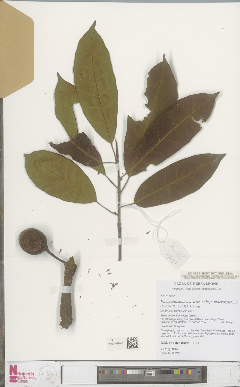Ficus sansibarica subsp. macrosperma