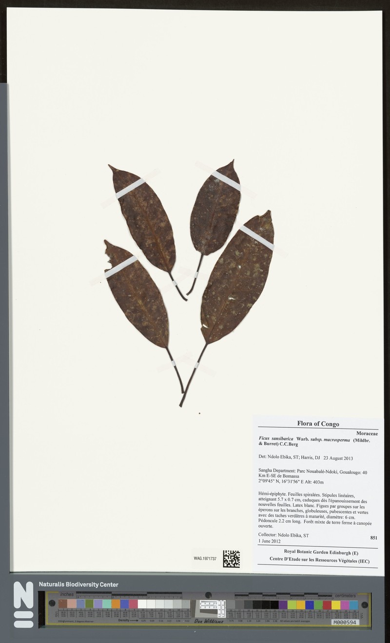 Ficus sansibarica subsp. macrosperma photo 3