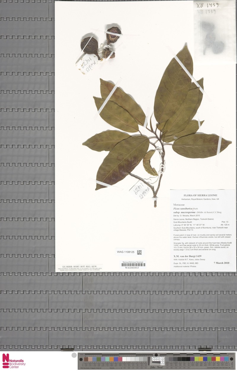 Ficus sansibarica subsp. macrosperma photo 6