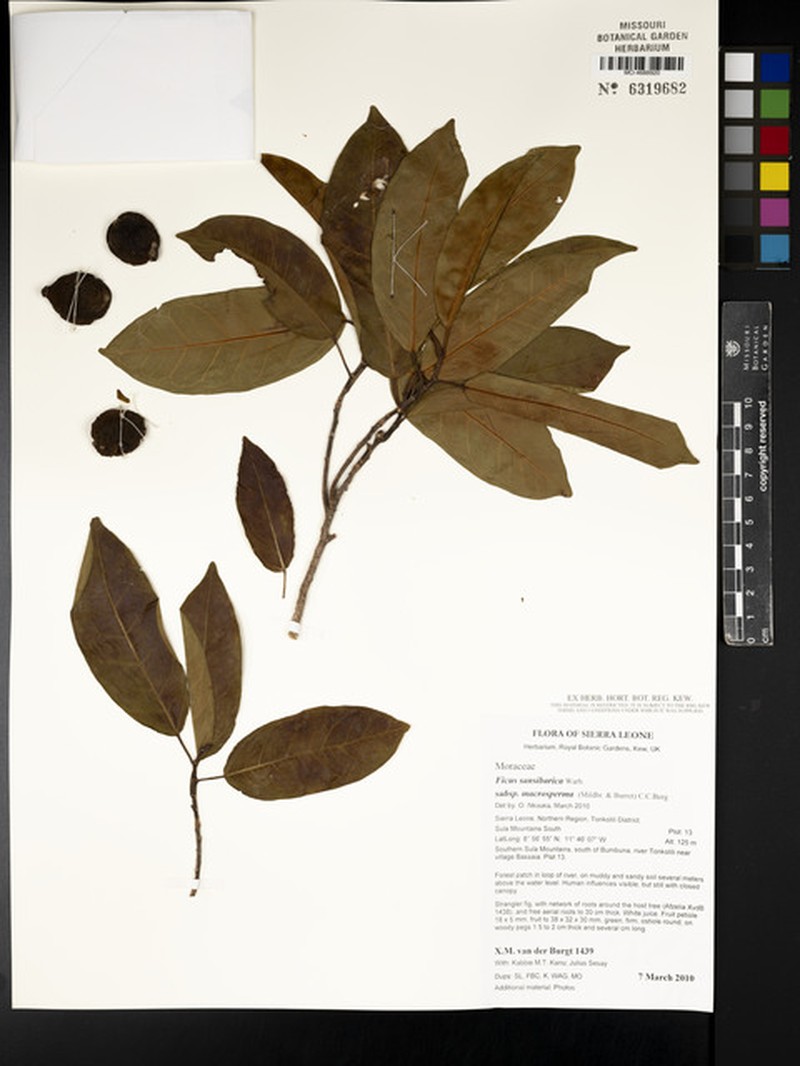 Ficus sansibarica subsp. macrosperma photo 7