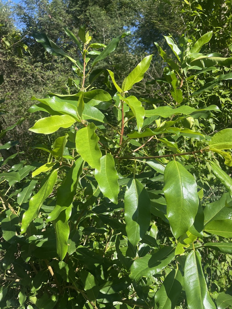 Ficus sansibarica subsp. sansibarica