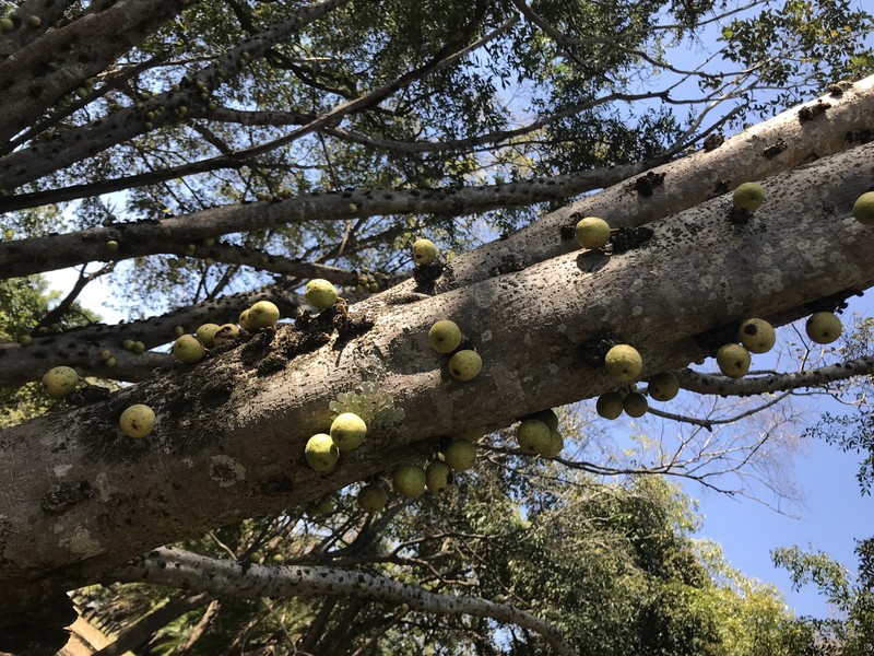 Ficus sansibarica subsp. sansibarica photo 2
