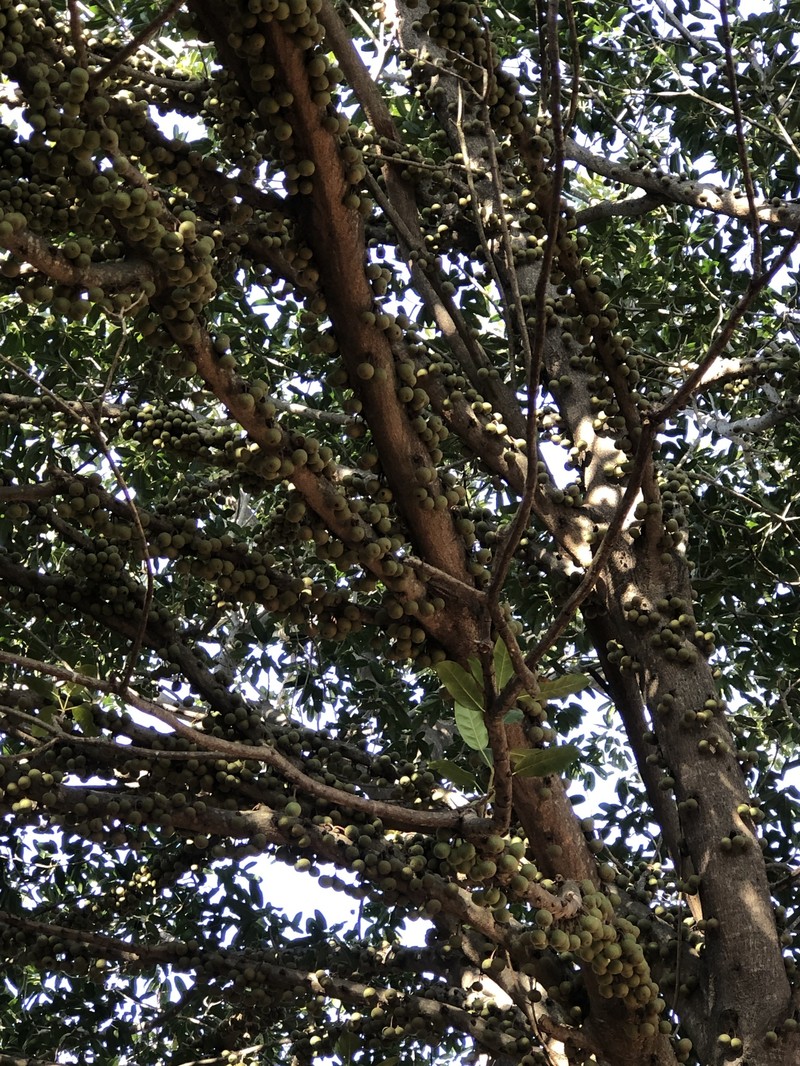 Ficus sansibarica subsp. sansibarica photo 3