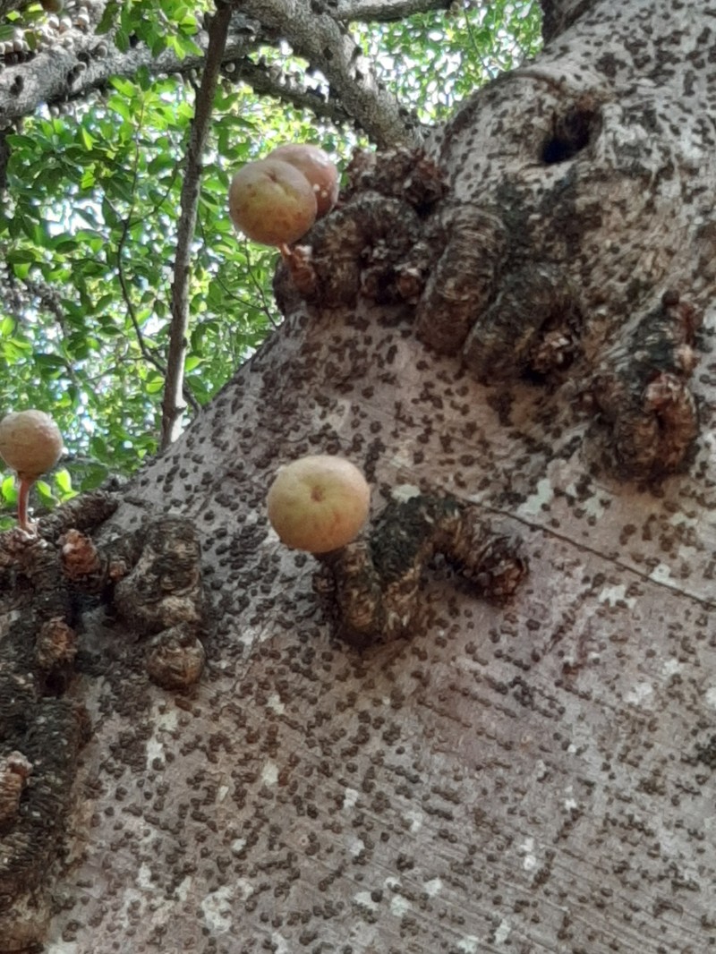 Ficus sansibarica subsp. sansibarica photo 5