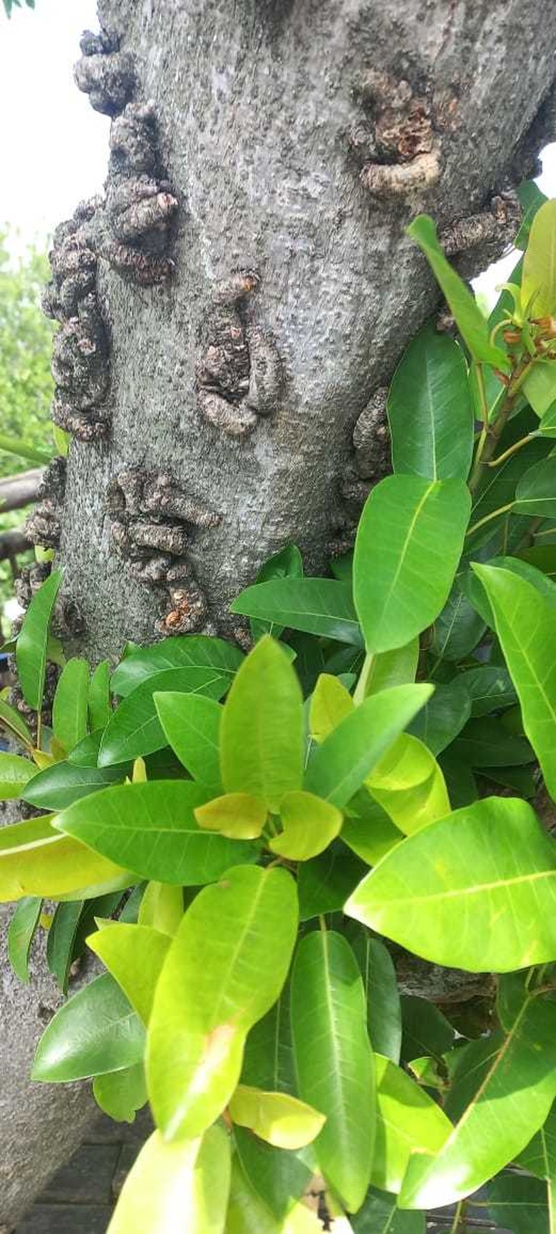 Ficus sansibarica subsp. sansibarica photo 6