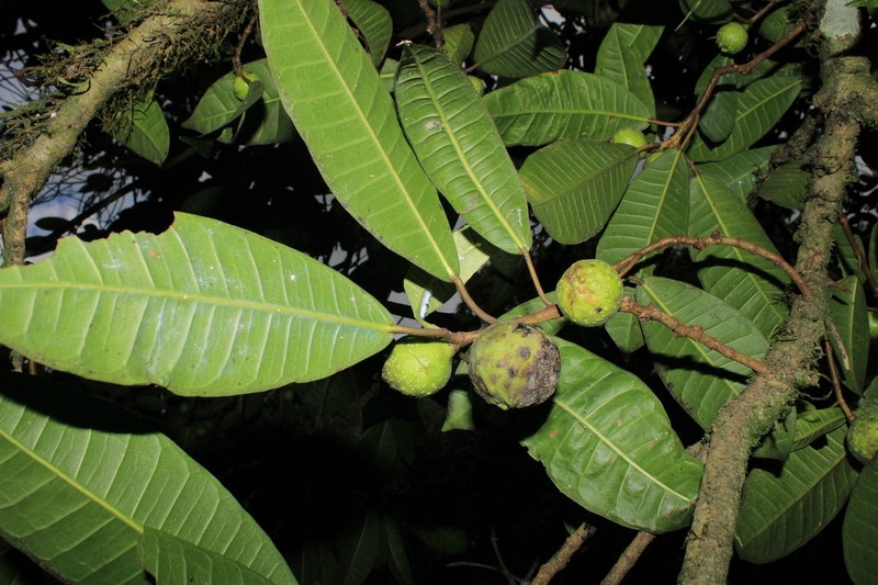 Ficus santanderana