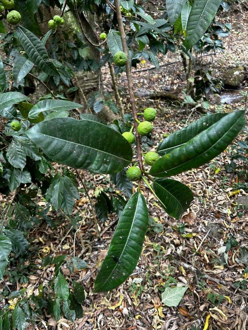 Ficus santanderana photo 2