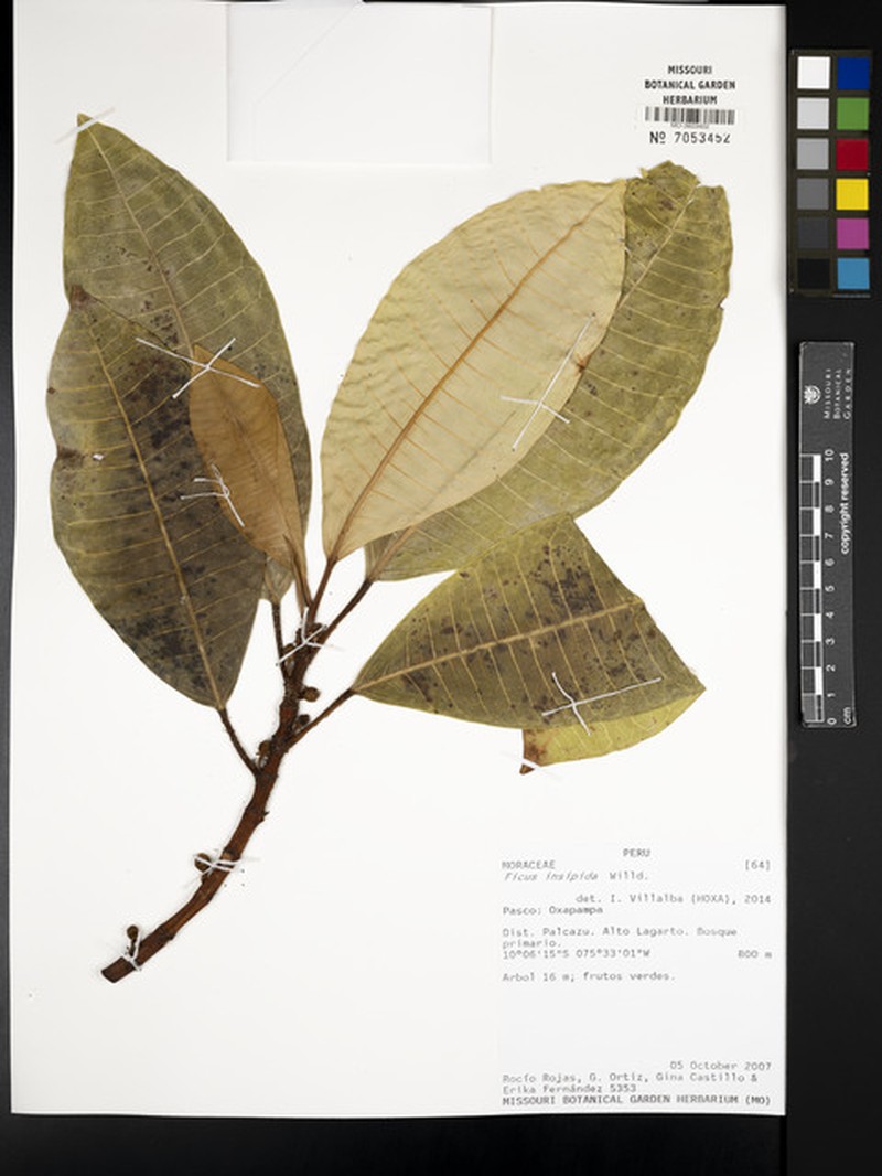 Ficus santanderana photo 4