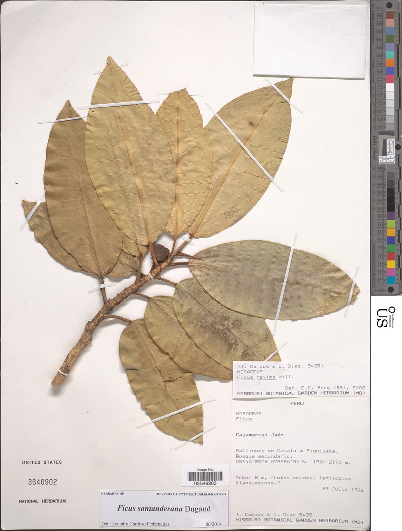 Ficus santanderana photo 5