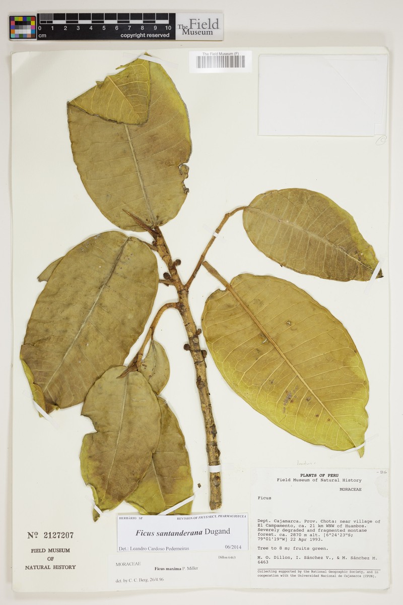 Ficus santanderana photo 6