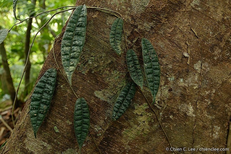 Ficus sarawakensis