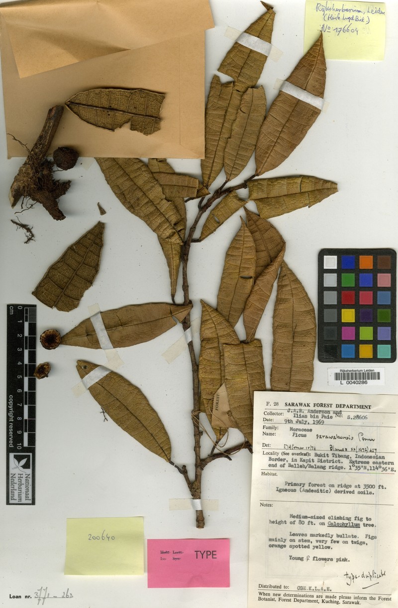 Ficus sarawakensis photo 2