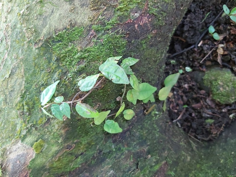 Ficus sarmentosa photo 2