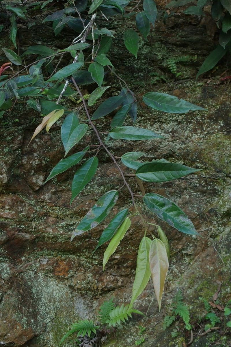 Ficus sarmentosa photo 3