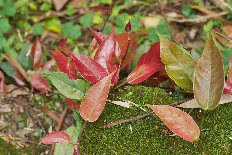 Ficus sarmentosa photo 4