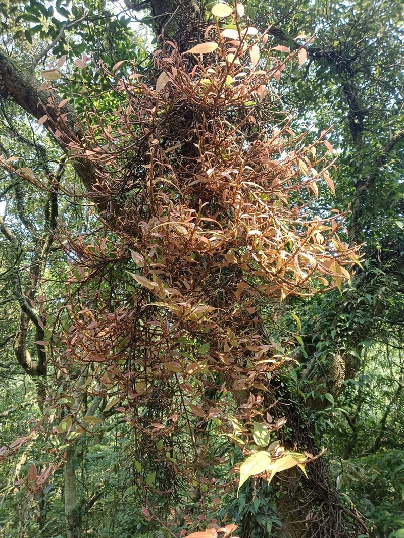 Ficus sarmentosa photo 5