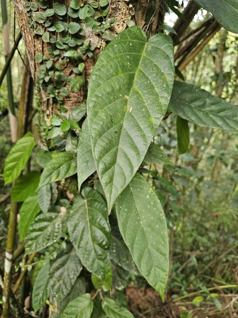 Ficus sarmentosa photo 6
