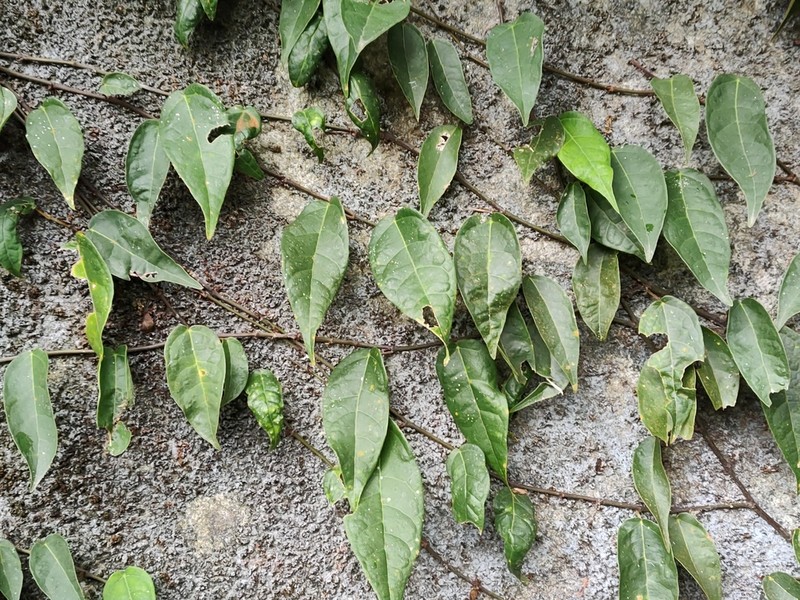 Ficus sarmentosa photo 7