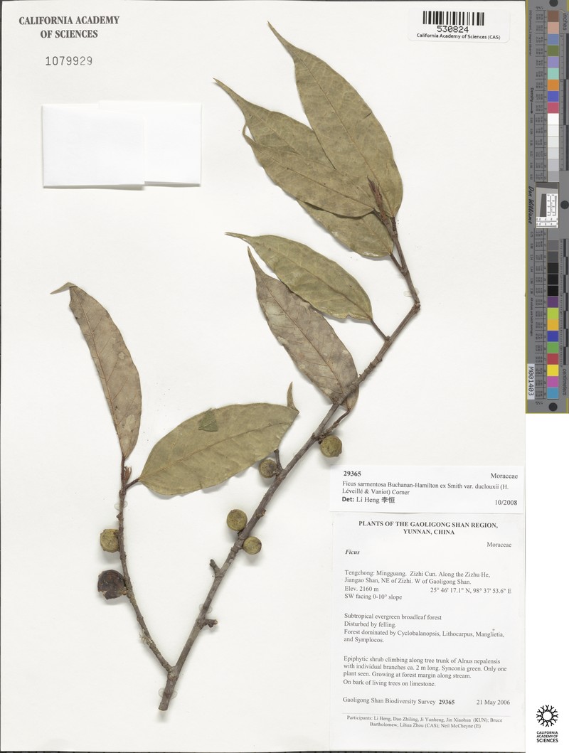 Ficus sarmentosa var. duclouxii