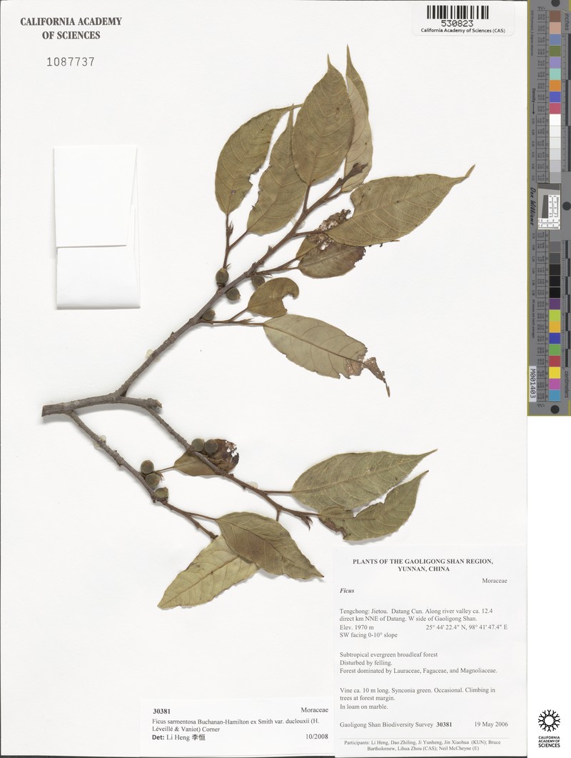 Ficus sarmentosa var. duclouxii photo 2