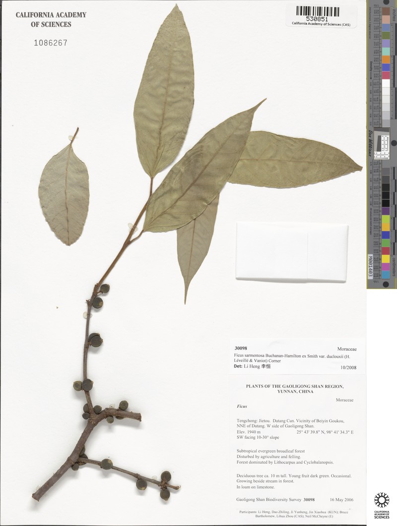 Ficus sarmentosa var. duclouxii photo 3