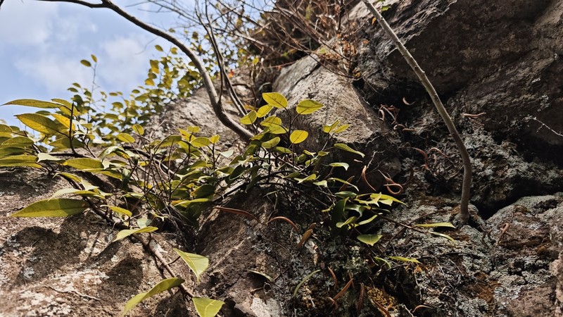 Ficus sarmentosa var. henryi