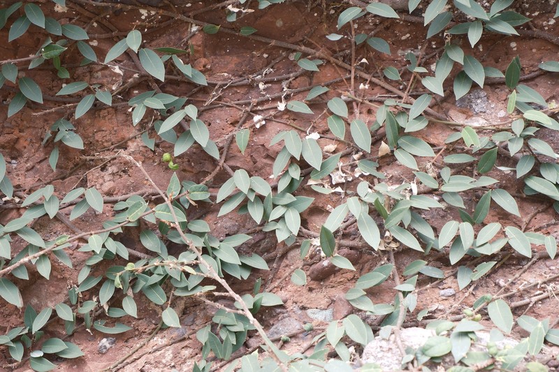 Ficus sarmentosa var. henryi photo 2