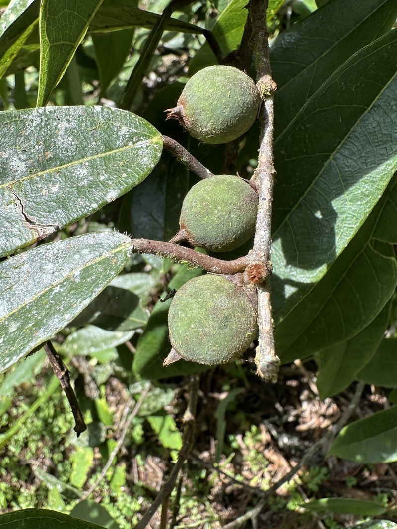 Ficus sarmentosa var. henryi photo 4