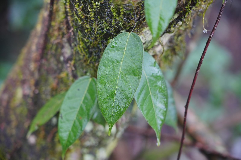 Ficus sarmentosa var. henryi photo 5