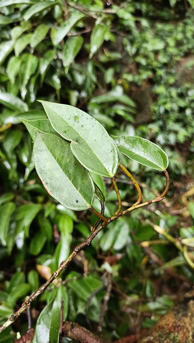 Ficus sarmentosa var. henryi photo 7