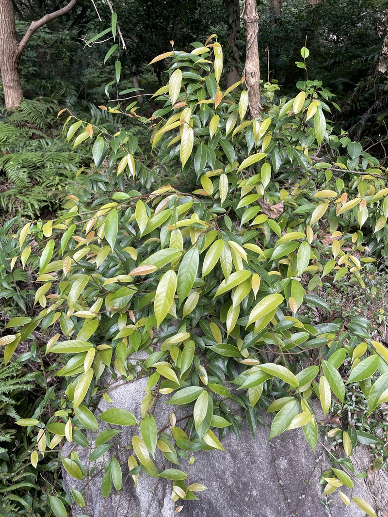 Ficus sarmentosa var. henryi photo 8