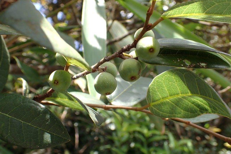 Ficus sarmentosa var. impressa
