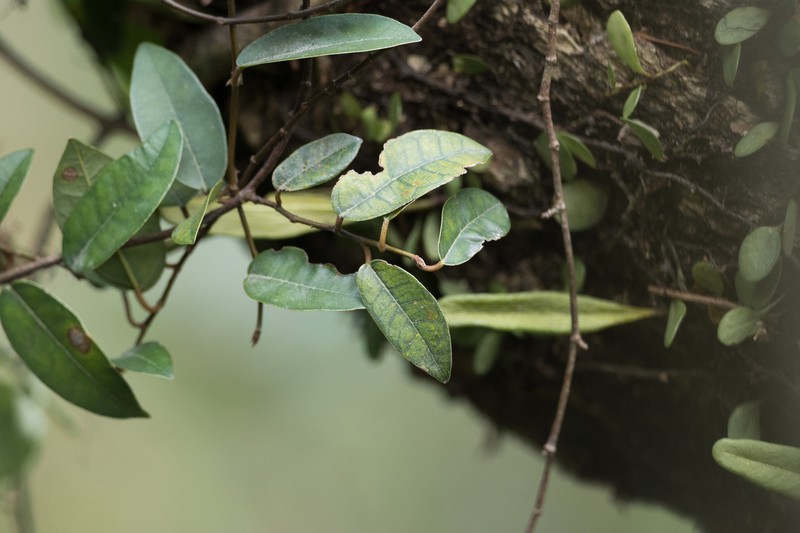 Ficus sarmentosa var. impressa photo 2