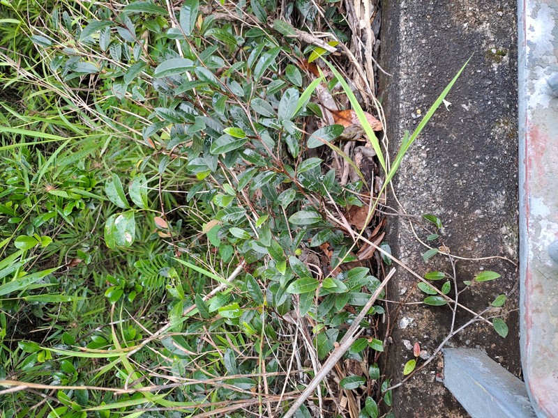 Ficus sarmentosa var. impressa photo 3