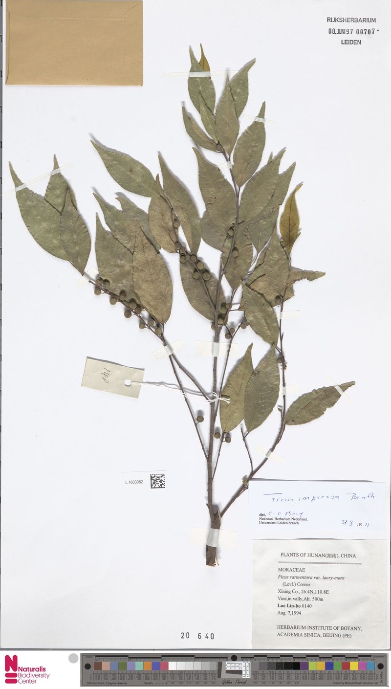 Ficus sarmentosa var. impressa photo 4