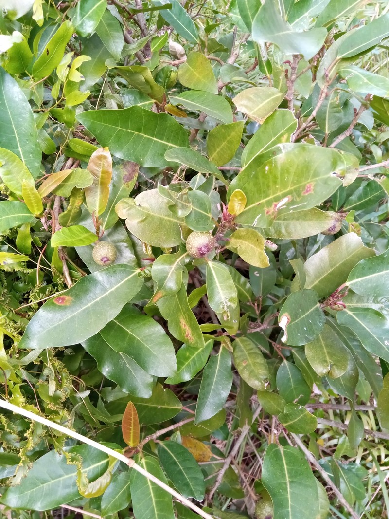 Ficus sarmentosa var. lacrymans